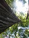  Redwoods, Muir woods, just north of San Francisco