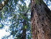  Redwoods, Muir woods, just north of San Francisco