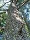  Redwoods, Muir woods, just north of San Francisco