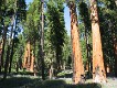  Giant Sequoia, Yosemite