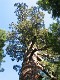  Giant Sequoia, Yosemite