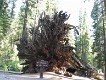  Giant Sequoia, Yosemite