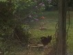  Cat watches a fox in the garden