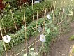  Allotments in Ealing, with CDs to frighten birds